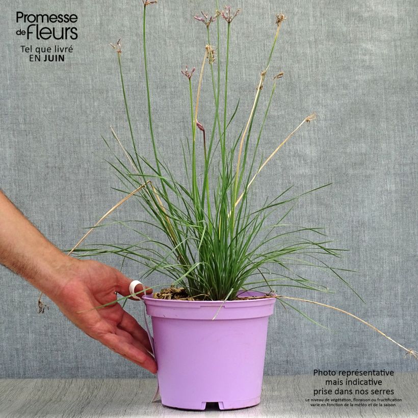 Tulbaghia violacea Purple Eye - Society Garlic 2L/3L pot sample as delivered in summer