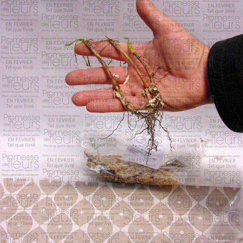 Example of Tulbaghia cominsii Violacea - Society Garlic specimen as delivered