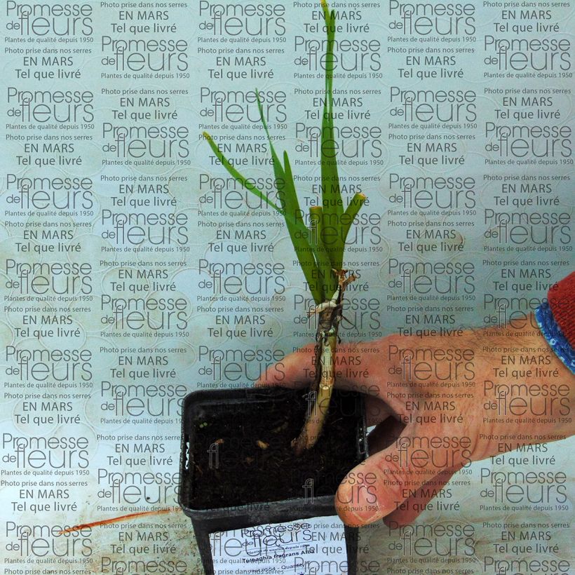 Example of Tulbaghia fragrans Alba Bulb specimen as delivered