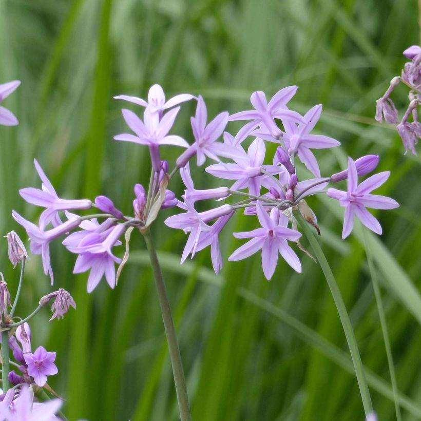 Tulbaghia violacea - Society Garlic (Flowering)