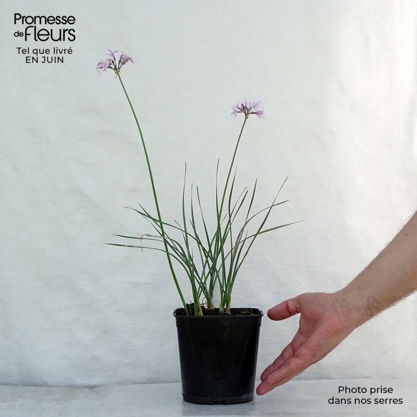 Tulbaghia violacea Ashanti - Society Garlic 8/9 cm pot sample as delivered in summer