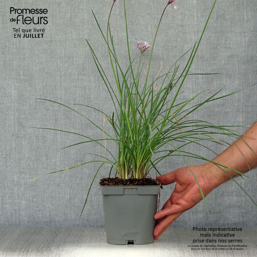 Tulbaghia violacea Ashanti - Society Garlic 2L/3L pot sample as delivered in summer
