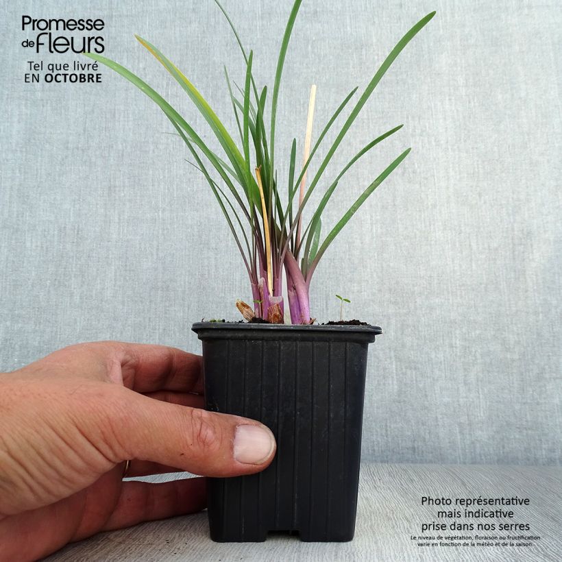 Tulbaghia violacea Kilimanjaro 8/9 cm pot sample as delivered in autumn