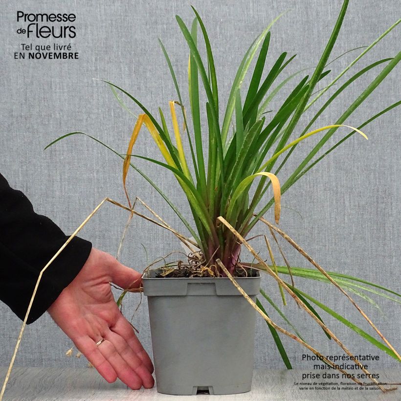 Tulbaghia violacea Kilimanjaro 2L/3L pot sample as delivered in autumn
