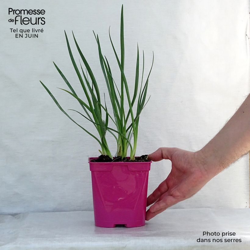 Tulbaghia violacea Pearl 2L/3L pot sample as delivered in summer