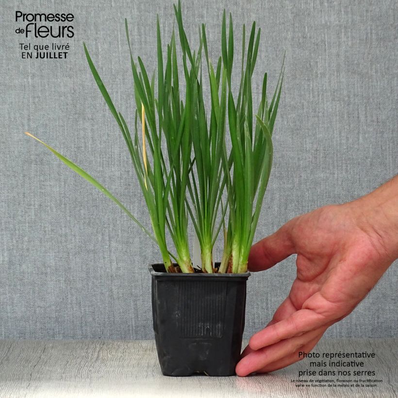Tulbaghia violacea Pearl 8/9 cm pot sample as delivered in summer