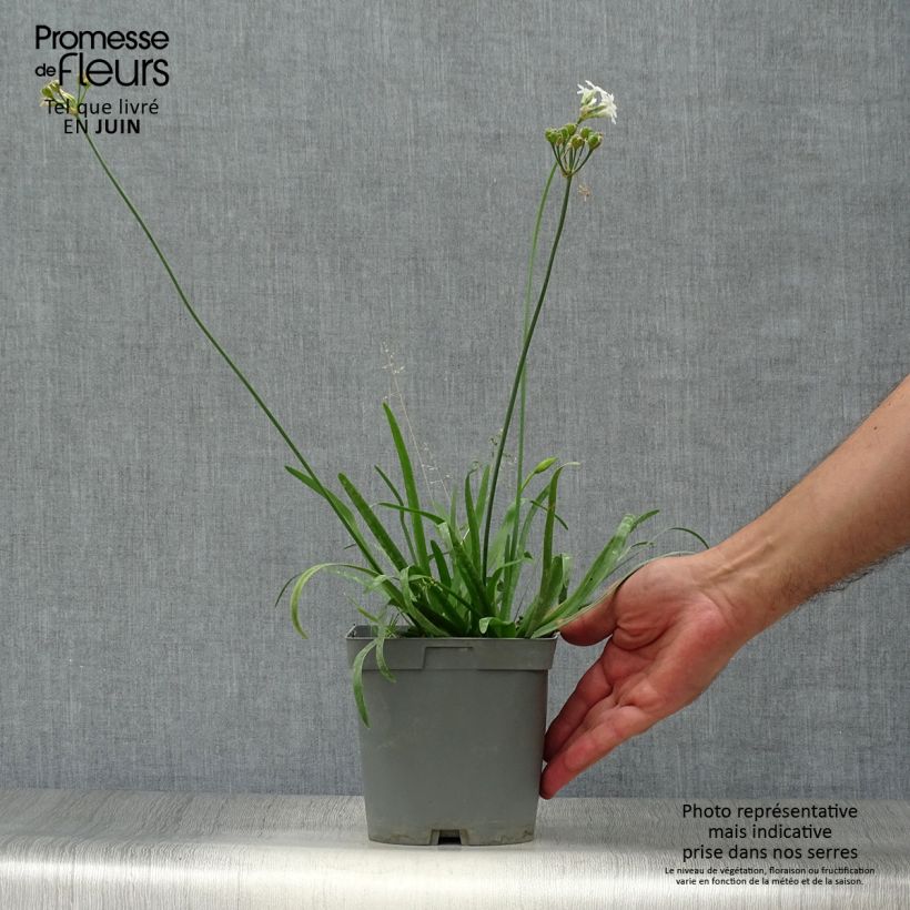 Tulbaghia violacea Savannah Lightning 2L/3L pot sample as delivered in summer