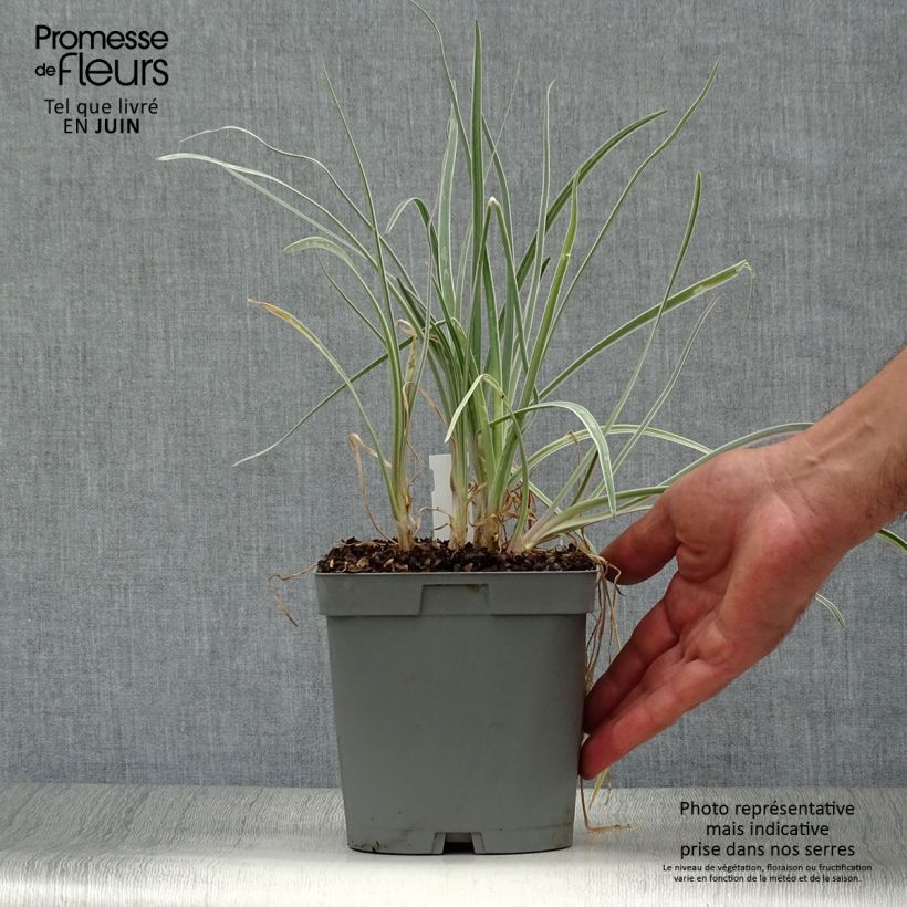 Tulbaghia violacea Silver Lace - Society Garlic 2L/3L pot size I sample as delivered in summer