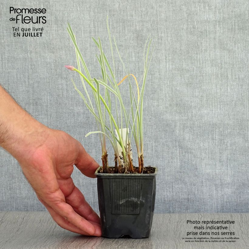 Tulbaghia violacea Silver Lace - Society Garlic 8/9 cm pot sample as delivered in summer