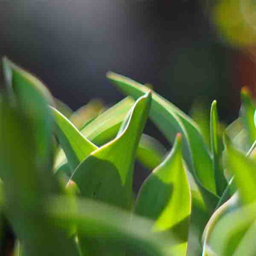 Tulipa Green River (Foliage)