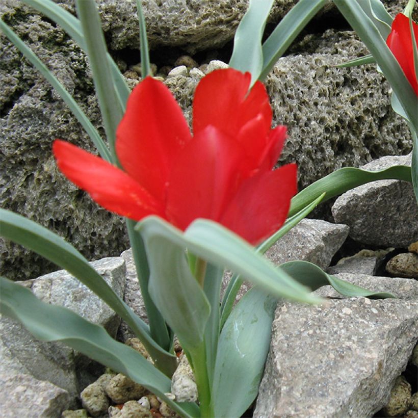 Tulipa wilsoniana - Botanical Tulip (Plant habit)