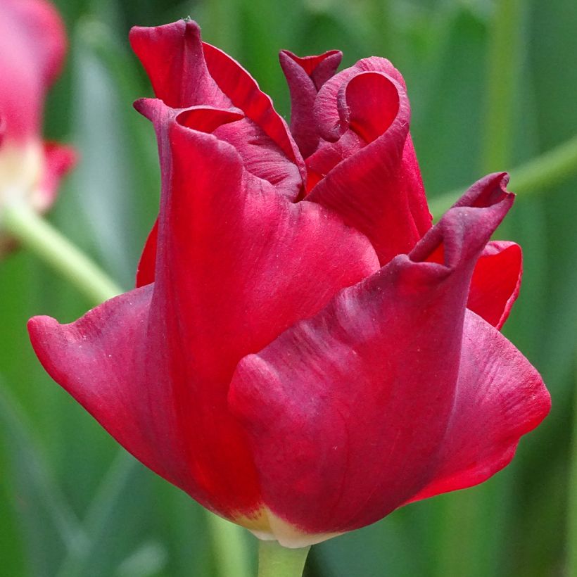 Tulipa 'Red Dress' (Flowering)