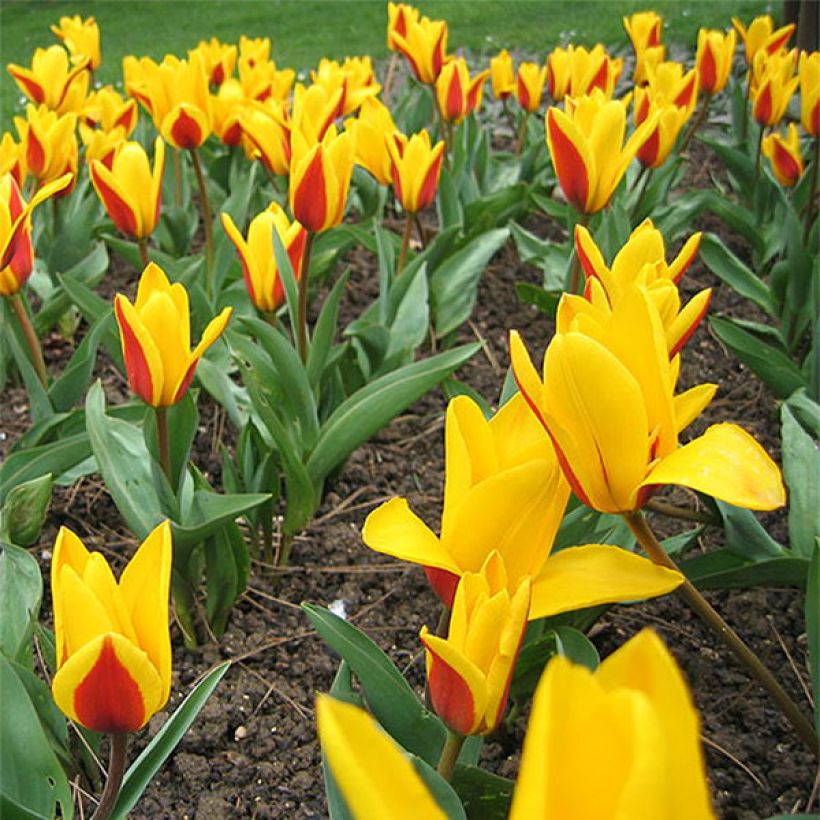 Tulipa Goudstuk (Flowering)