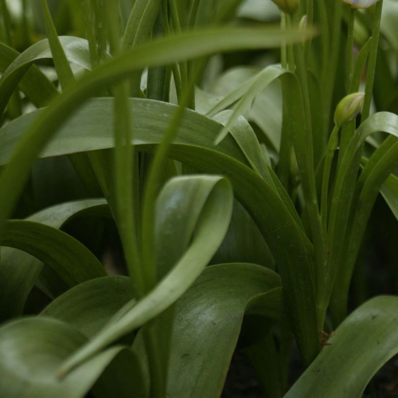 Tulipa saxatilis - Botanical Tulip (Foliage)