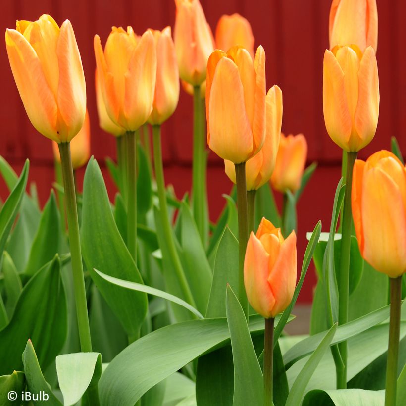 Tulipa Generaal De Wet - Early single Tulip (Plant habit)