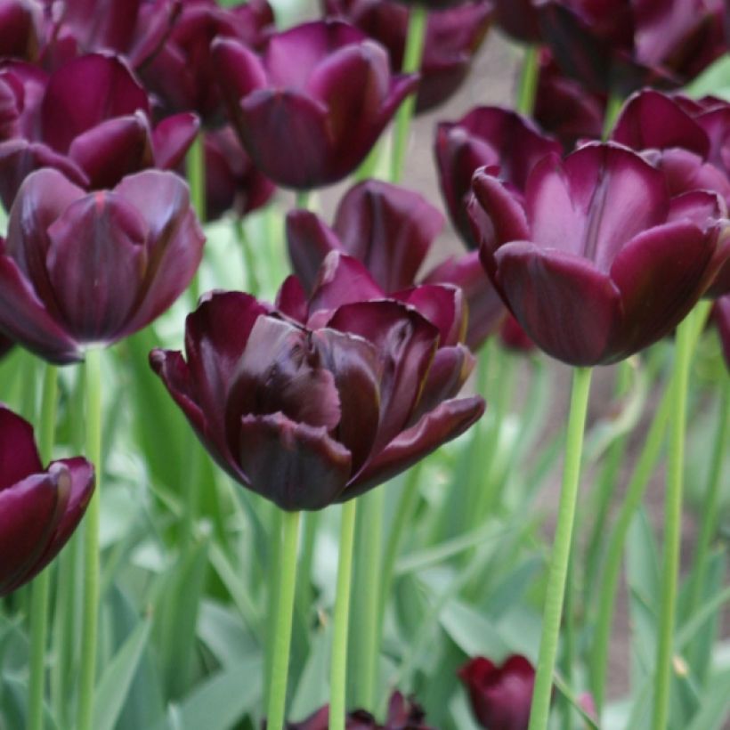 Tulipa 'Blackjack' (Flowering)