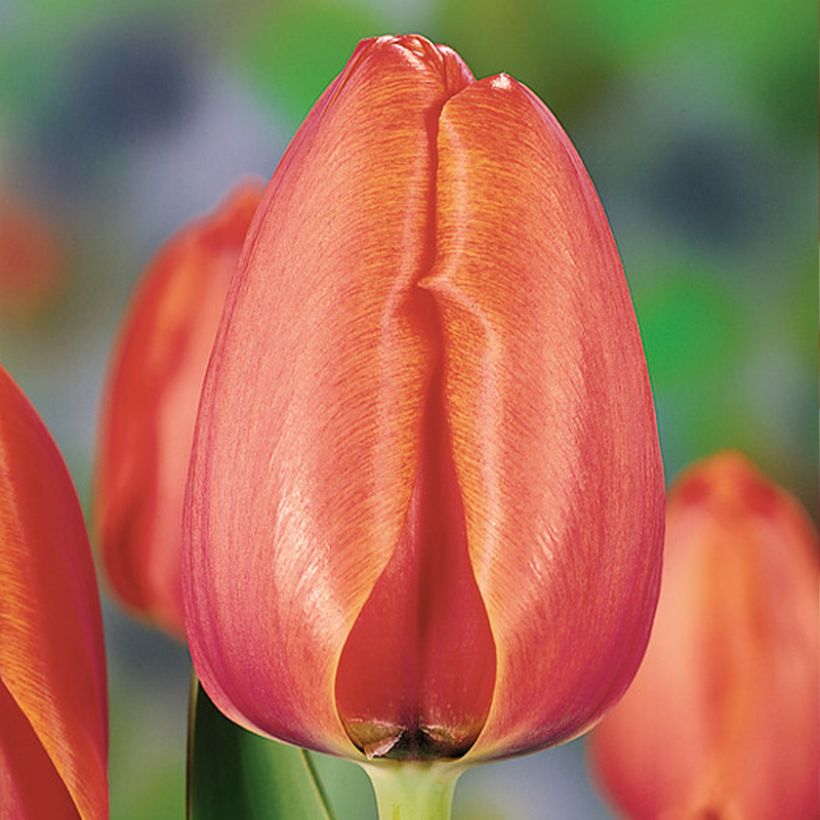 Tulipa 'Apricot Impression' (Flowering)