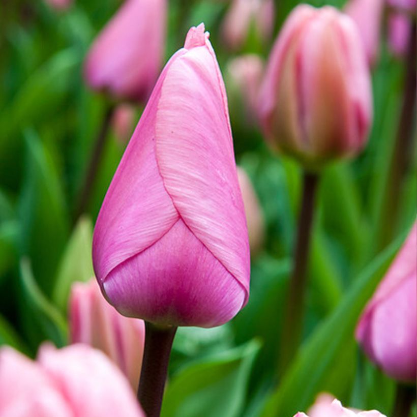 Tulipa 'Big Love' (Flowering)