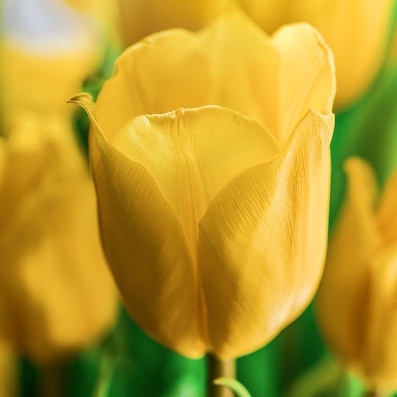 Tulipa Golden Apeldoorn - Darwin hybrid Tulip (Flowering)