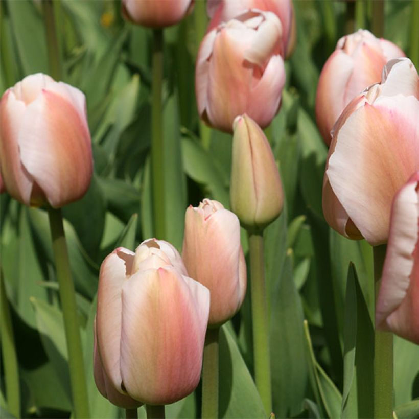 Tulipa Ollioules - Darwin hybrid Tulip (Flowering)