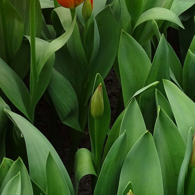 Tulipa Darwin hybrid Orange Balloon (Foliage)