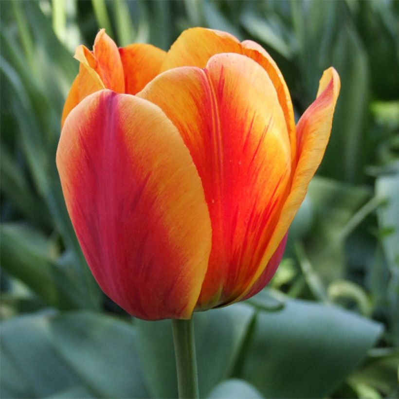 Tulipa Apeldoorns Elite - Darwin hybrid Tulip (Flowering)