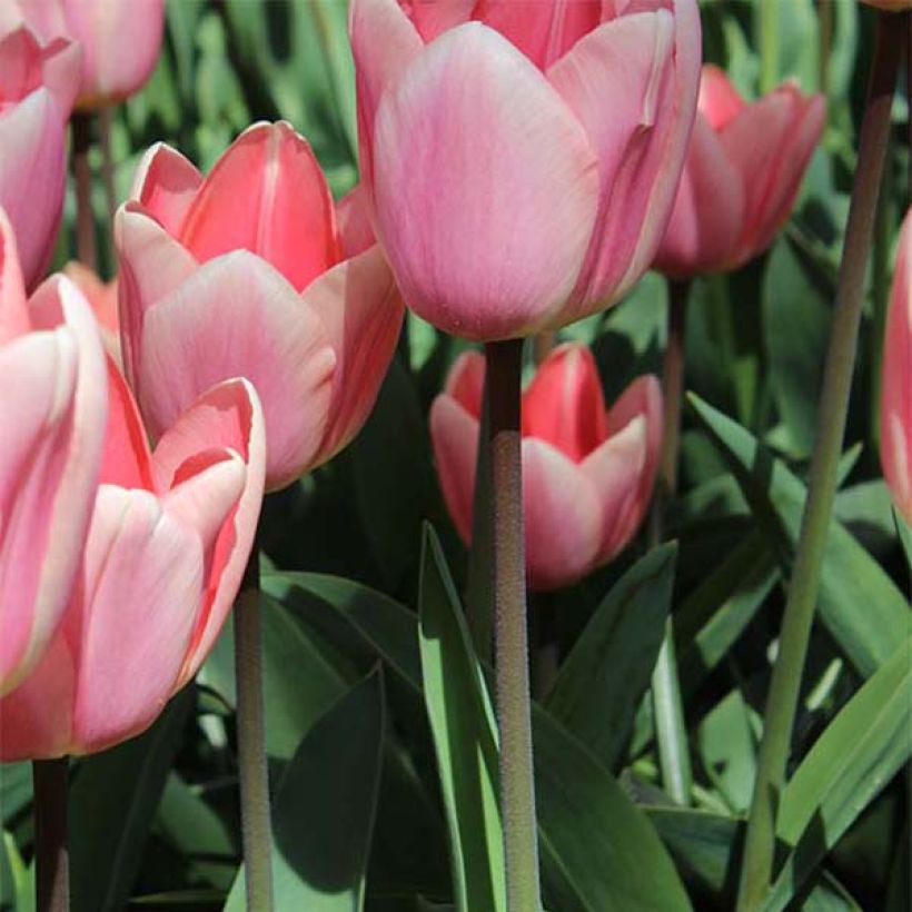 Tulipa Apricot Delight - Darwin hybrid Tulip (Plant habit)