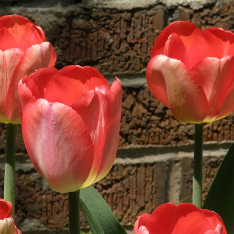 Tulipa Big Chief (Flowering)