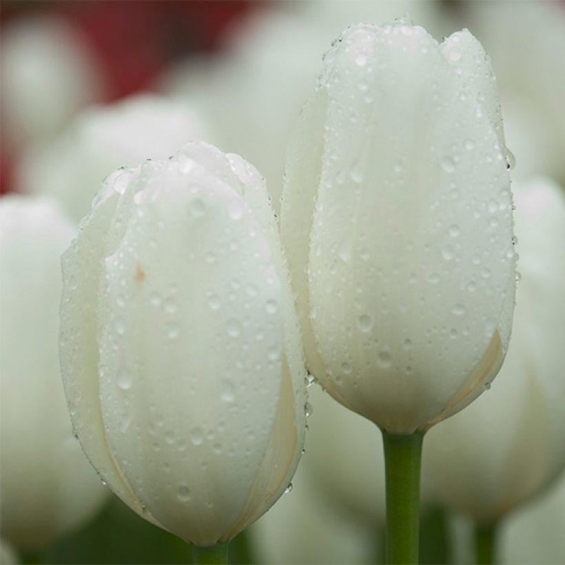 Tulipa Hakuun (Flowering)