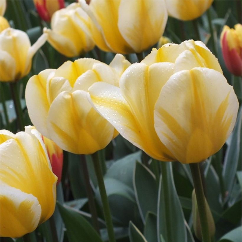 Tulipa Jaap Groot (Flowering)