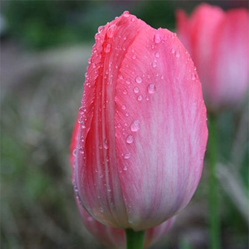 Tulipa Darwin hybride Van Eijk (Flowering)