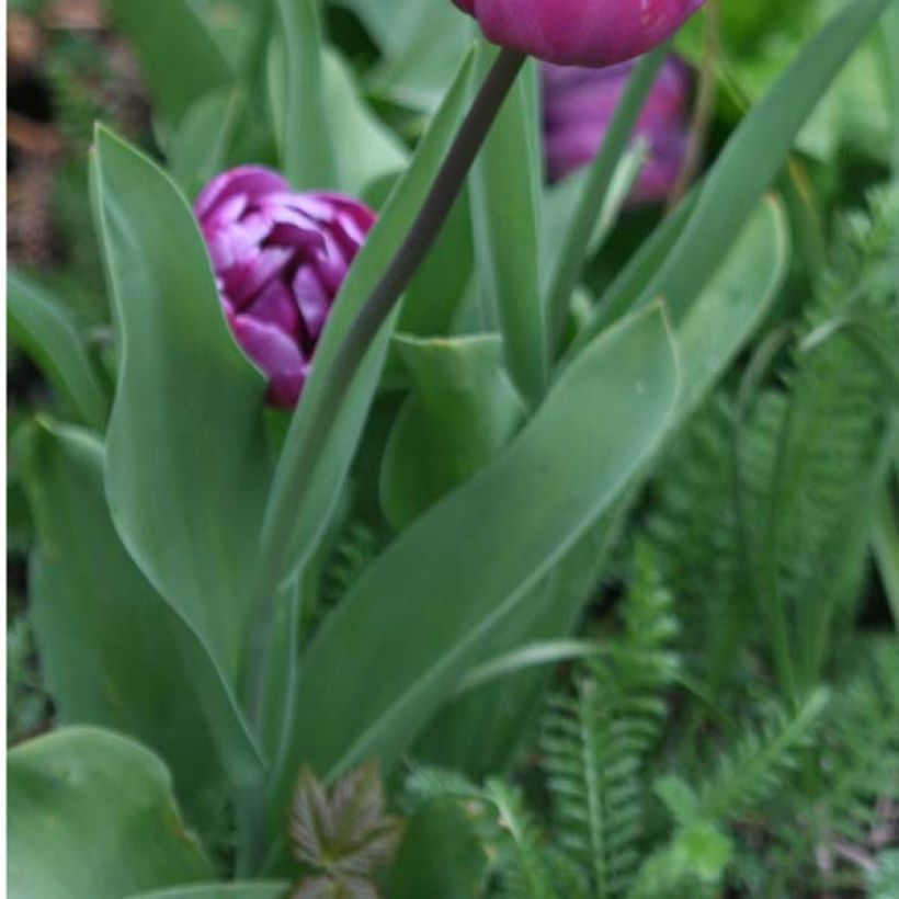 Tulipa Blue Diamond (Foliage)