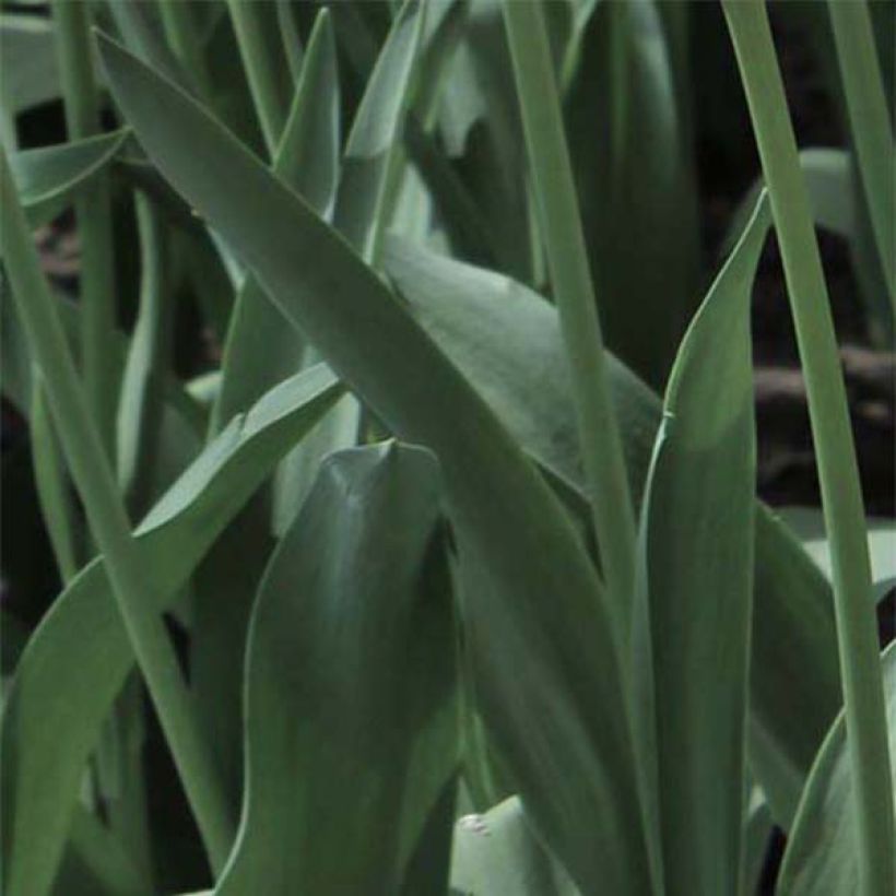 Tulipa Purple Pion- Double Early Tulip (Foliage)