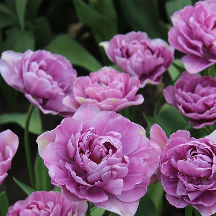 Tulipa 'Lilac Perfection' (Flowering)
