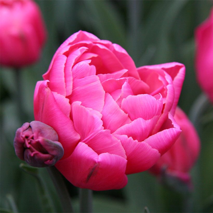 Tulipa Sunset Tropical - Double Late Tulip (Flowering)