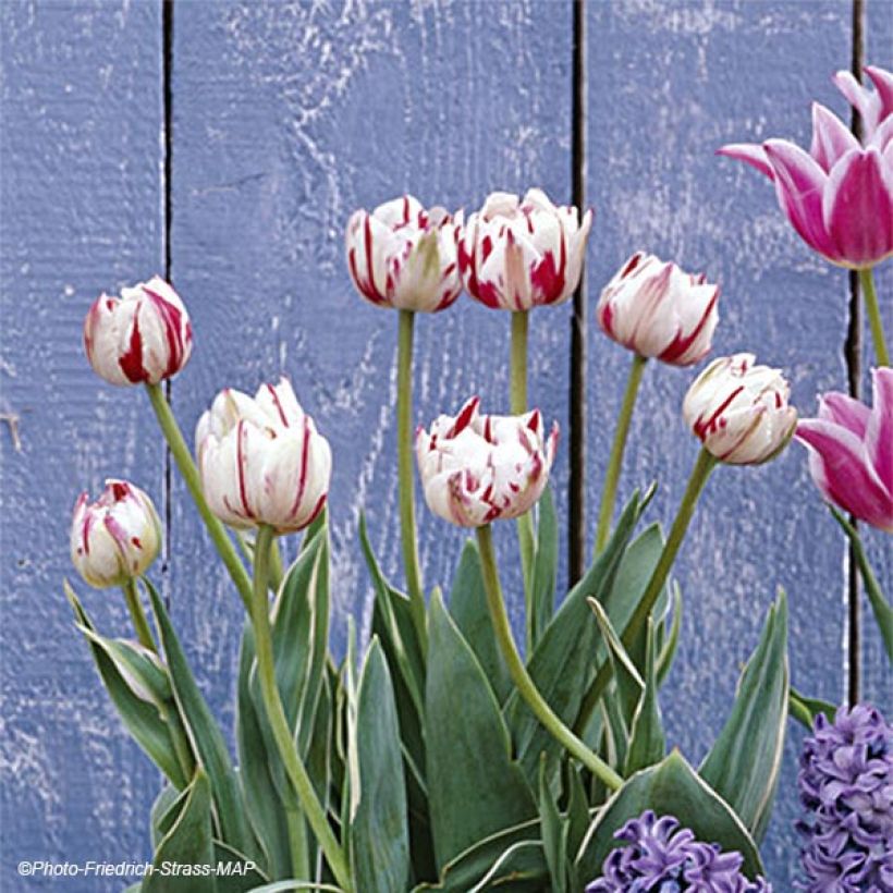 Tulipa Nice Carnival - Double Late Tulip (Flowering)