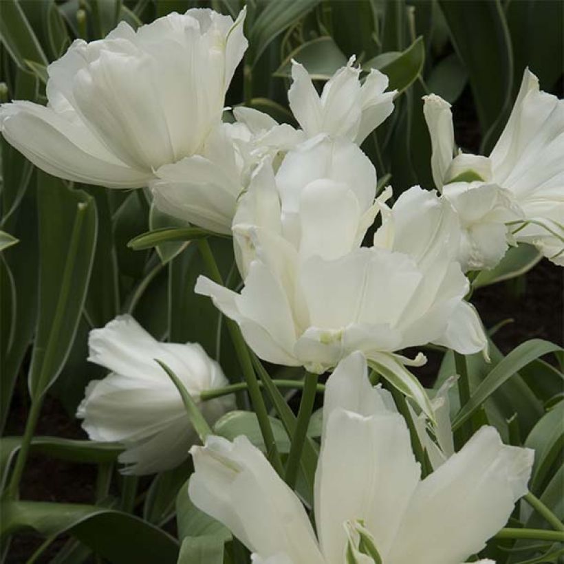 Tulipa Maureen Double (Flowering)