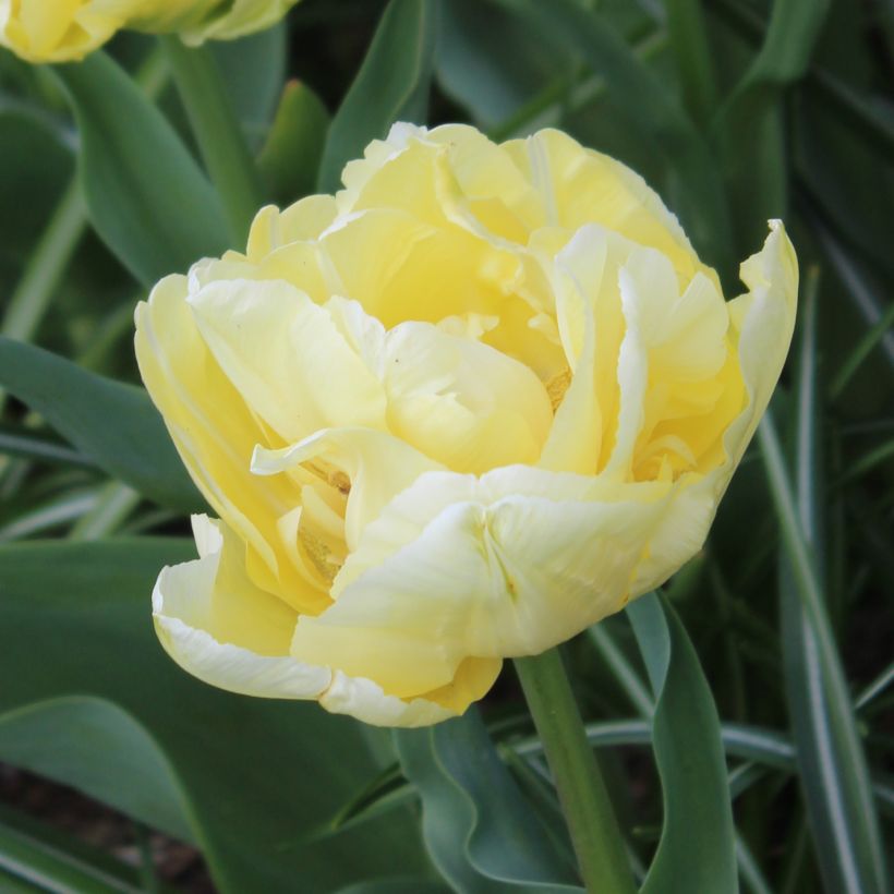 Tulipa Verona (Flowering)