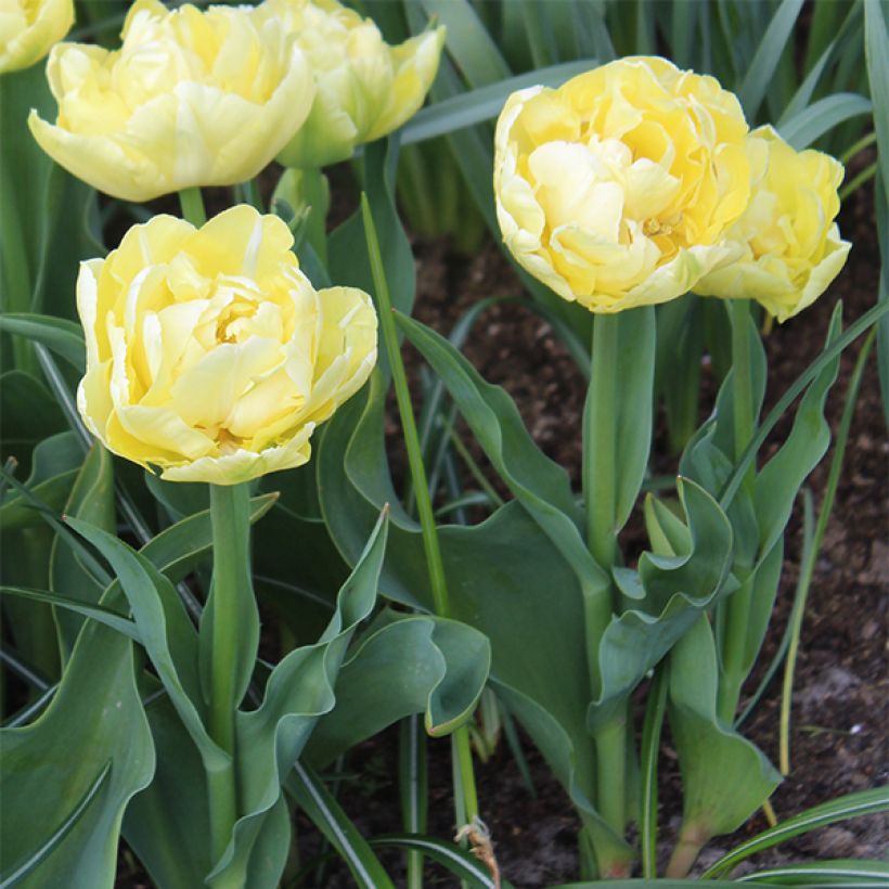 Tulipa Verona (Plant habit)