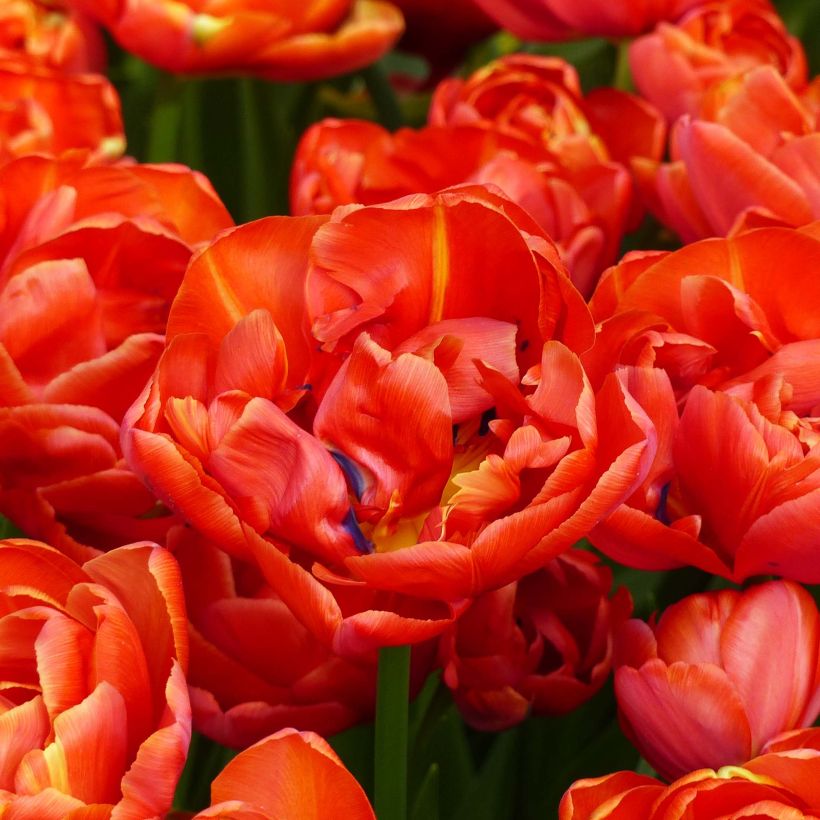 Tulipa 'Statement' (Flowering)