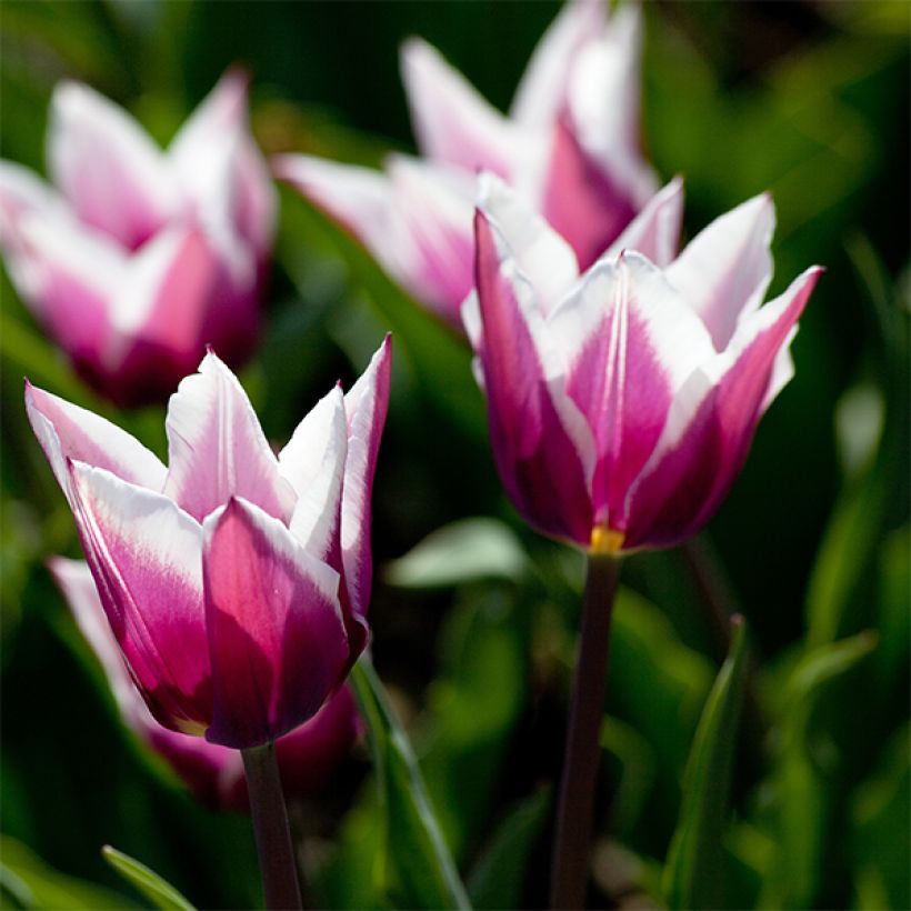 Tulipa Claudia - Lily flowering Tulip (Flowering)