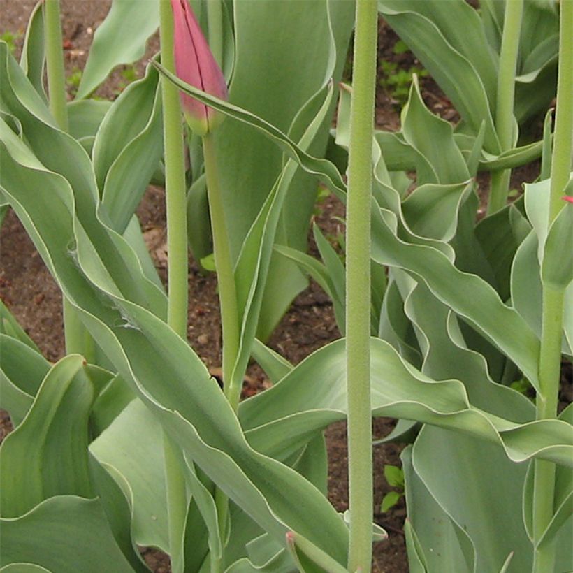 Tulipa Synaeda King (Foliage)