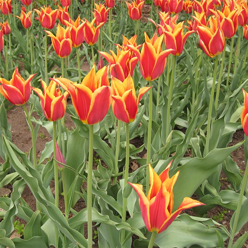 Tulipa Synaeda King (Flowering)