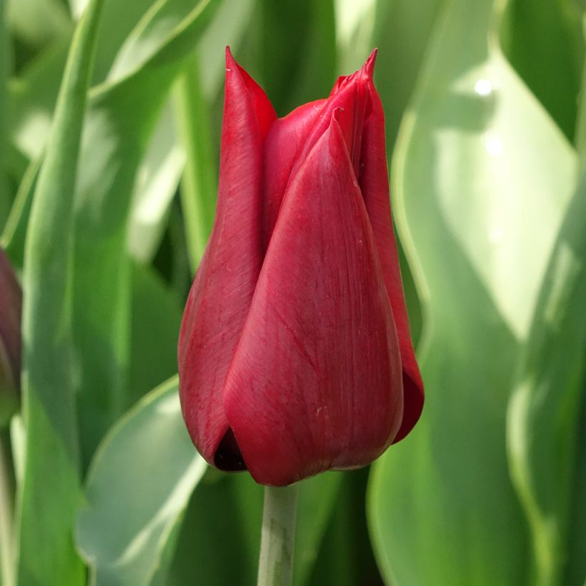 Tulipa Lasting Love - Lily flowering Tulip (Flowering)