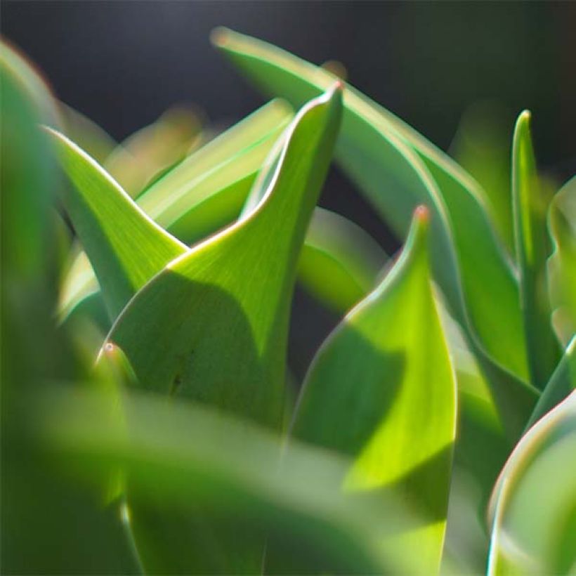 Tulipa Vendee Globe - Lily flowering Tulip (Foliage)