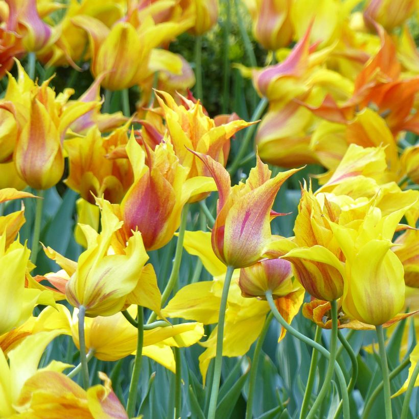 Tulipa Vendee Globe - Lily flowering Tulip (Flowering)