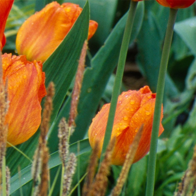 Tulipa  Generaal De Wet - Early single Tulip (Flowering)