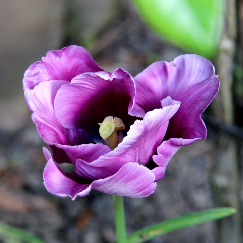 Tulipa Blue Parrot - Parrot Tulip (Flowering)