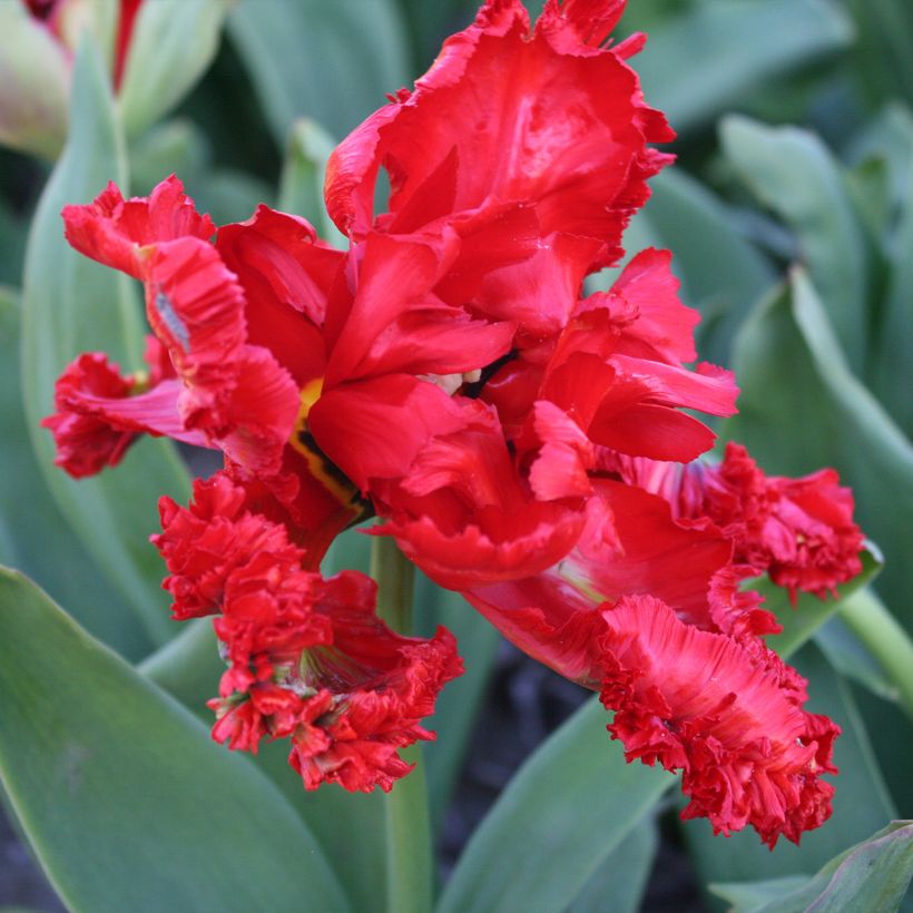 Tulipa Exotic Parrot - Parrot Tulip (Flowering)