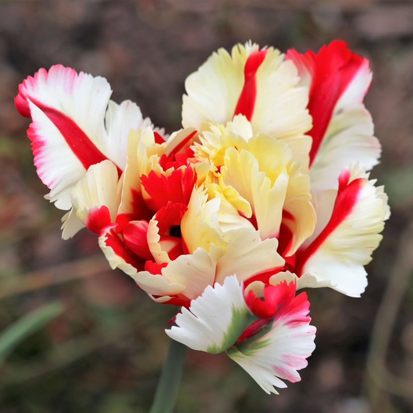 Tulipa Flaming Parrot - Parrot Tulip (Flowering)